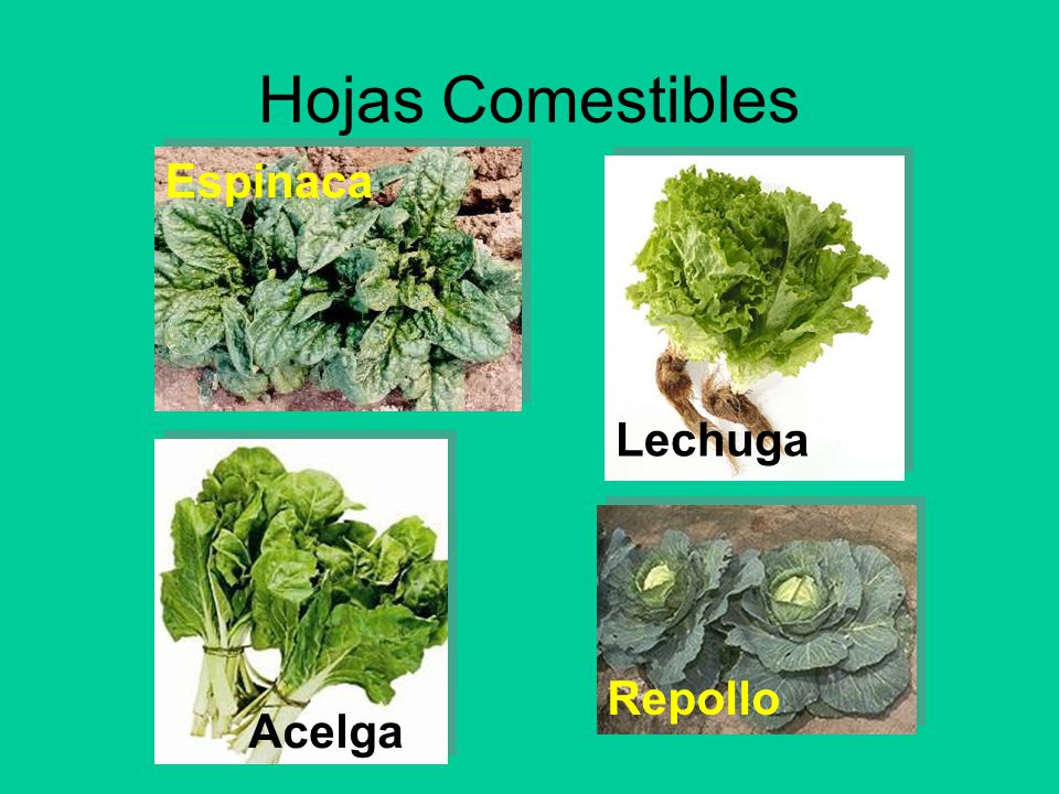 plantas hojas comestibles